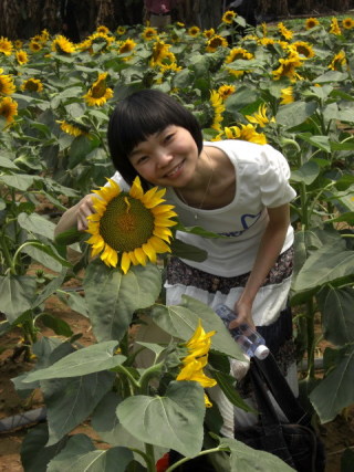 紫萱草